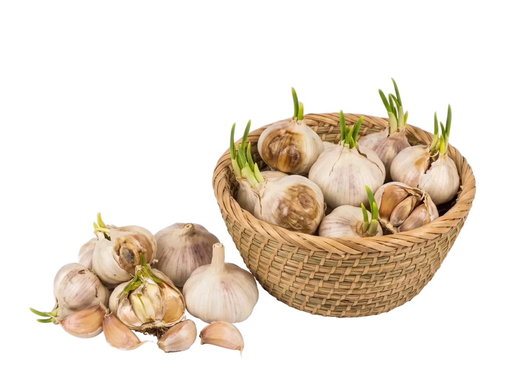 Psujący się czosnek