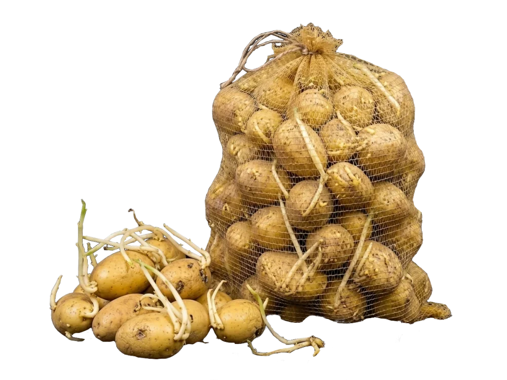 Skiełkowane ziemniaki