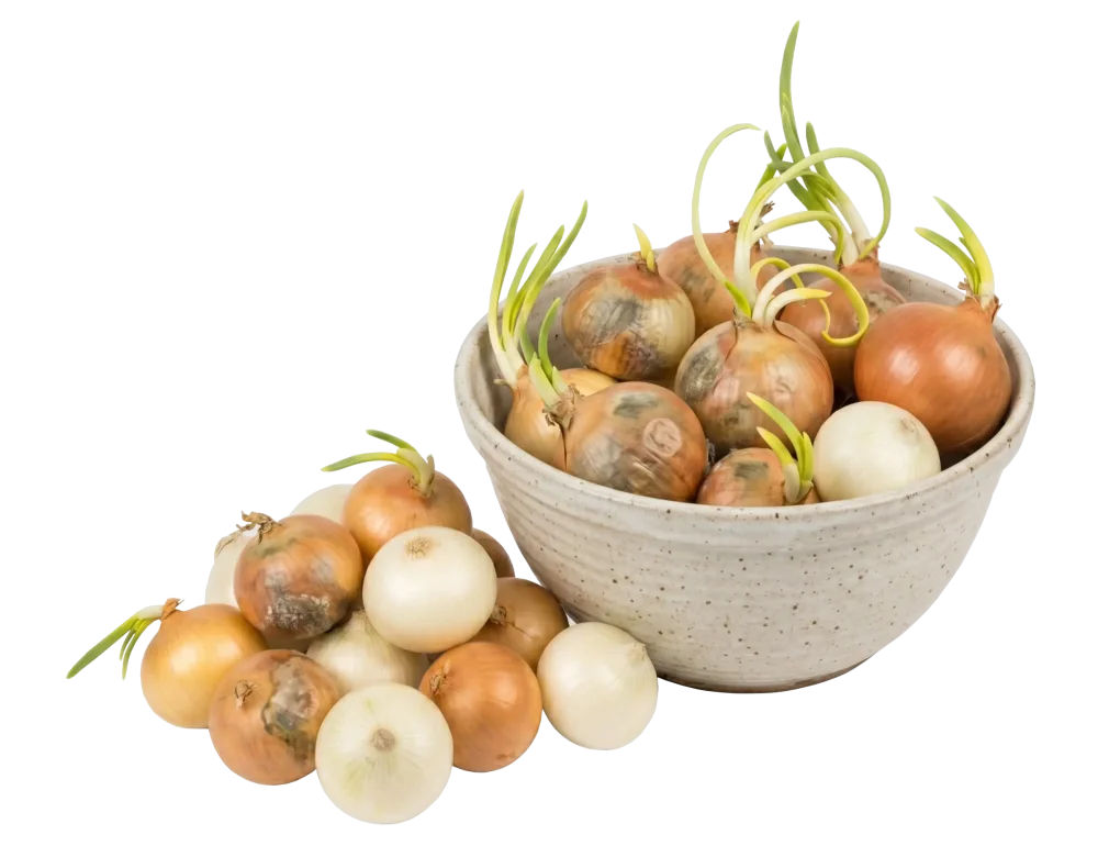 Kazící se cibule